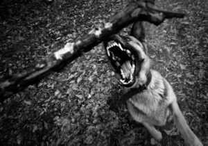 dog bite lawyer in Stockton, CA